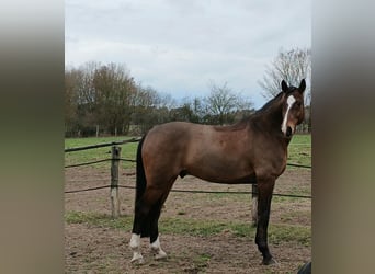 Rheinländer, Wallach, 8 Jahre, 172 cm, Brauner