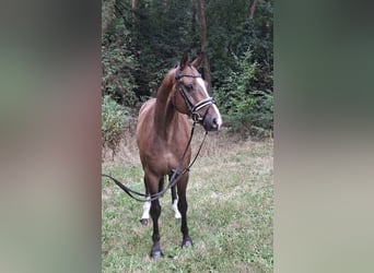 Rheinländer, Wallach, 8 Jahre, 172 cm, Brauner