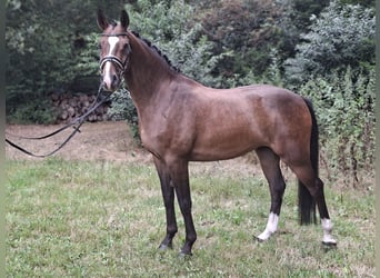 Rheinländer, Wallach, 8 Jahre, 172 cm, Brauner
