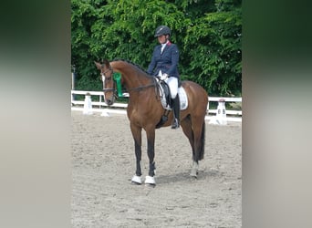 Rheinländer, Wallach, 8 Jahre, 172 cm, Dunkelbrauner