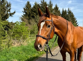 Rheinländer, Wallach, 8 Jahre, 172 cm, Fuchs