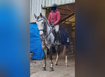 Rheinländer, Wallach, 8 Jahre, 172 cm, Schimmel