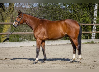 Rheinländer, Wallach, 9 Jahre, 165 cm, Brauner