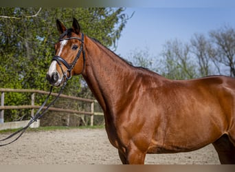 Rheinländer, Wallach, 9 Jahre, 165 cm, Brauner