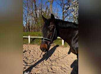 Rheinländer, Wallach, 9 Jahre, 165 cm, Dunkelbrauner