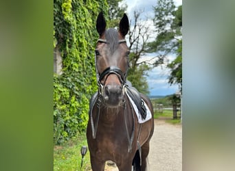 Rheinländer, Wallach, 9 Jahre, 168 cm, Schwarzbrauner
