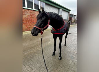 Rheinländer, Wallach, 9 Jahre, 170 cm, Rappe