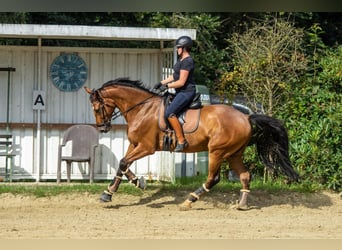 Rheinländer, Wallach, 9 Jahre, 175 cm, Brauner