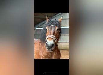 Rhenisch-German Heavy Draft, Gelding, 10 years, 16 hh, Brown