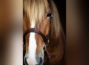 Rhenisch-German Heavy Draft Mix, Gelding, 10 years, 16,1 hh, Chestnut-Red