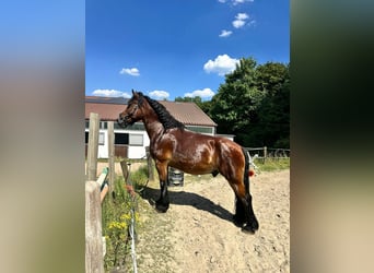 Rhenisch-German Heavy Draft, Gelding, 12 years, 17 hh, Brown