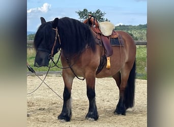 Rhenisch-German Heavy Draft, Gelding, 16 years, 15,2 hh, Brown