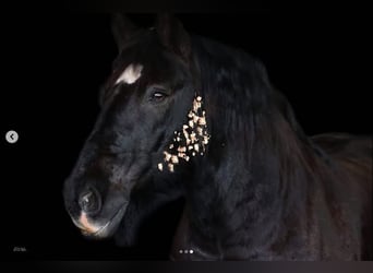 Rhenisch-German Heavy Draft, Gelding, 16 years, 16 hh, Black