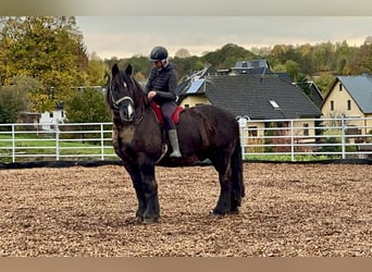 Rhenisch-German Heavy Draft, Gelding, 16 years, 16,2 hh, Black