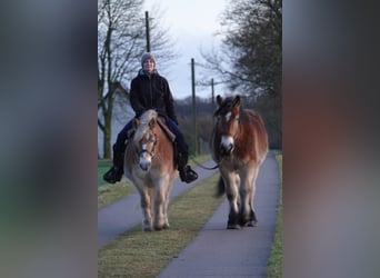 Rhenisch-German Heavy Draft, Gelding, 3 years, 16 hh, Brown