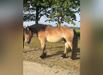 Rhenisch-German Heavy Draft, Gelding, 3 years, 16 hh, Brown