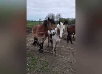 Rhenisch-German Heavy Draft, Gelding, 3 years, 16 hh, Brown