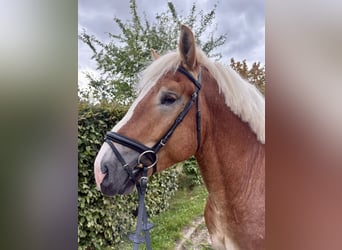 Rhenisch-German Heavy Draft, Gelding, 3 years, 16 hh, Chestnut-Red