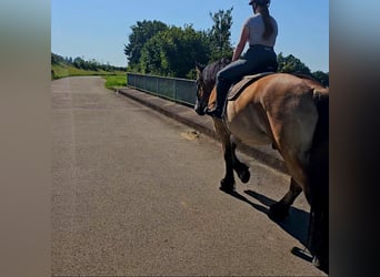 Rhenisch-German Heavy Draft, Gelding, 4 years, 16,2 hh, Brown