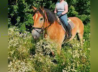 Rhenisch-German Heavy Draft, Gelding, 4 years, 16,2 hh, Brown