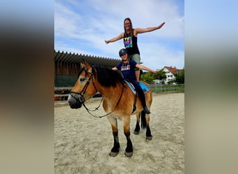 Rhenisch-German Heavy Draft, Gelding, 4 years, 16,2 hh, Brown