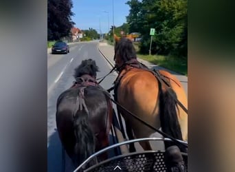 Rhenisch-German Heavy Draft, Gelding, 4 years, 16,2 hh, Brown