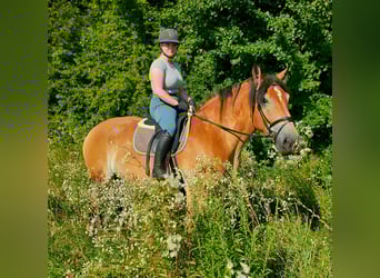 Rhenisch-German Heavy Draft, Gelding, 4 years, 16,2 hh, Brown