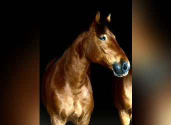 Rhenisch-German Heavy Draft, Gelding, 5 years, 16,1 hh, Brown