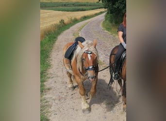 Rhenisch-German Heavy Draft, Gelding, 7 years, 15.2 hh, Chestnut-Red