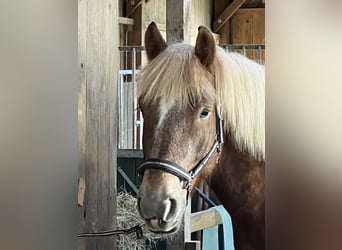 Rhenisch-German Heavy Draft, Gelding, 7 years, 15,2 hh, Chestnut-Red