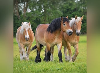 Rhenisch-German Heavy Draft, Gelding, 7 years, 16,1 hh, Brown