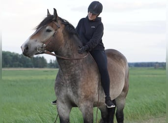 Rhenisch-German Heavy Draft, Gelding, 8 years, 16.3 hh