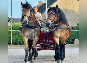 Rhenisch-German Heavy Draft, Gelding, 9 years, 16 hh, Brown