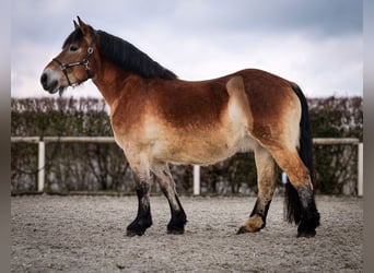 Rhenisch-German Heavy Draft, Mare, 13 years, 15,2 hh, Brown