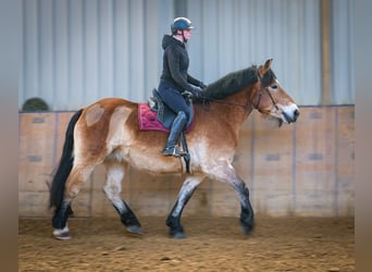 Rhenisch-German Heavy Draft, Mare, 13 years, 15,2 hh, Brown