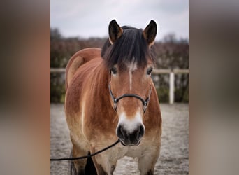 Rhenisch-German Heavy Draft, Mare, 13 years, 15,2 hh, Brown