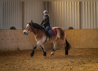 Rhenisch-German Heavy Draft, Mare, 13 years, 15,2 hh, Brown