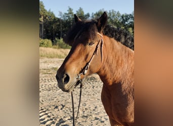 Rhenisch-German Heavy Draft, Mare, 14 years, 16,2 hh, Brown