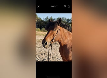 Rhenisch-German Heavy Draft, Mare, 14 years, 16,2 hh, Brown
