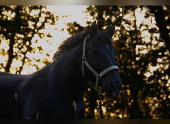 Rhenisch-German Heavy Draft, Mare, 16 years, 15.2 hh, Bay-Dark