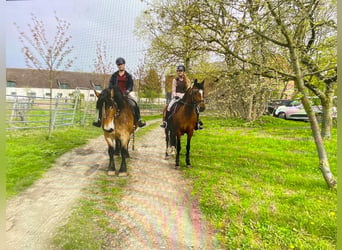 Rhenisch-German Heavy Draft, Mare, 16 years, 15,2 hh