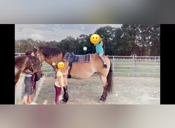 Rhenisch-German Heavy Draft, Mare, 16 years, 15,2 hh