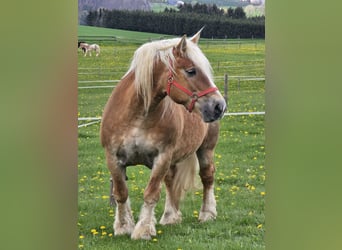 Rhenisch-German Heavy Draft, Mare, 16 years, 15,2 hh, Chestnut-Red