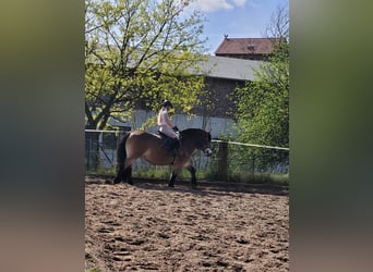 Rhenisch-German Heavy Draft, Mare, 16 years