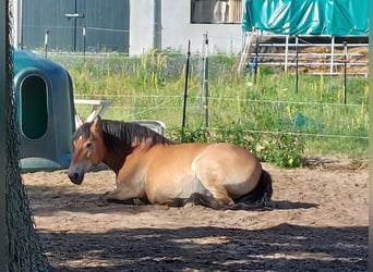 Rhenisch-German Heavy Draft, Mare, 16 years