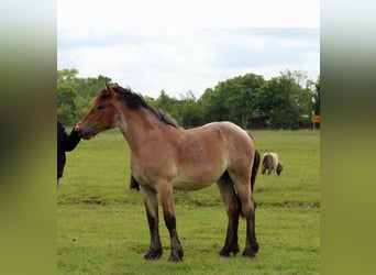 Rhenisch-German Heavy Draft, Mare, 1 year, Roan-Bay