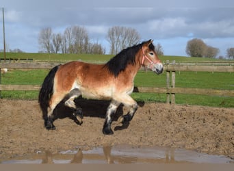 Rhenisch-German Heavy Draft, Mare, 2 years, 14.2 hh, Bay