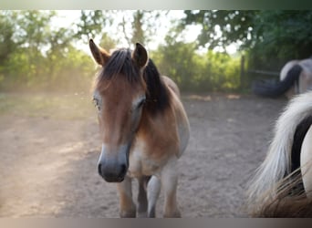 Rhenisch-German Heavy Draft, Mare, 2 years, 15,2 hh, Brown