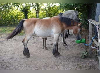 Rhenisch-German Heavy Draft, Mare, 2 years, 15,2 hh, Brown