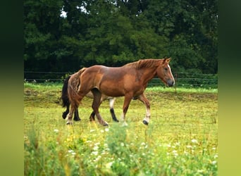 Rhenisch-German Heavy Draft, Mare, 2 years, 16 hh, Chestnut